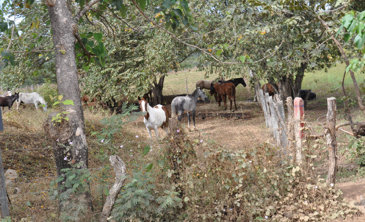 Hores
                Michael & Amy saw while riding