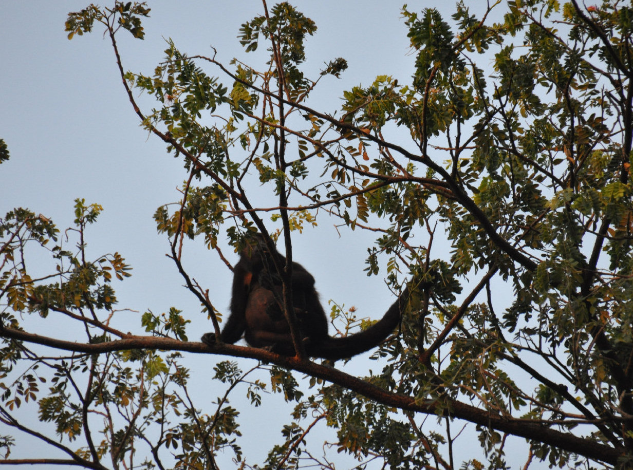 Monkey in
                tree above condo